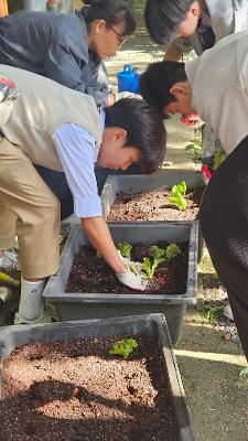 10.24 4H 상추심기